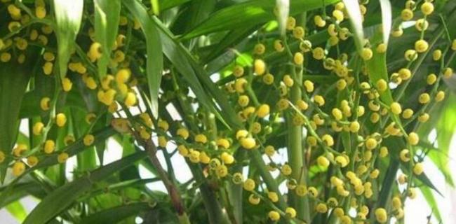 富贵叶怎么养（富贵叶怎么养不会干叶）