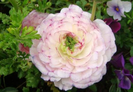 花毛茛可以活几年（花毛茛栽种时间）