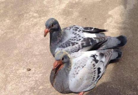 雏鸽吃什么长得快（雏鸽吃什么长得快点）