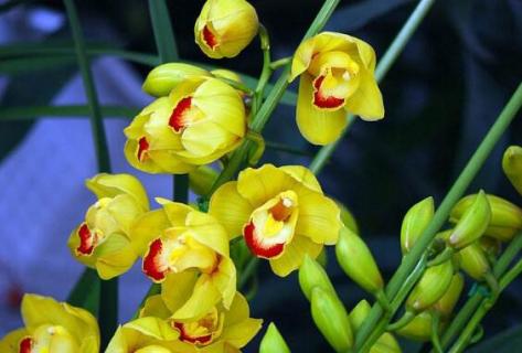 惠兰开花后怎么处理 惠兰开花后怎么处理干叶