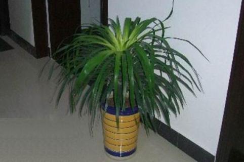 翠兰怎么养 翠兰怎么养才长得好