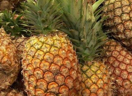 菠萝产地主要在哪个省(菠萝产自哪个省份)