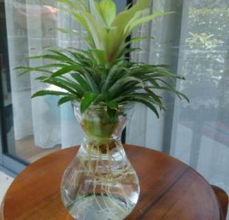 菠萝头可以一直水培吗 菠萝头可以一直水培吗百度贴吧