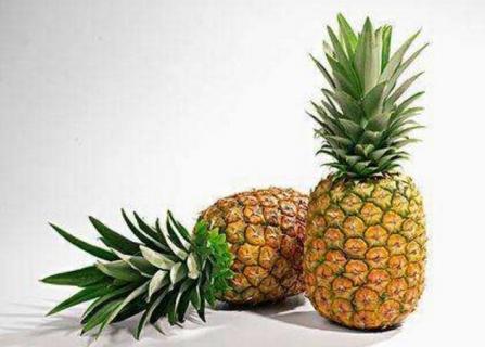 菠萝生长在什么地方（菠萝生长在什么地方最多）