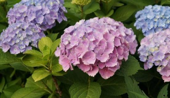 绣球花种子种植方法（绣球花种子种植方法和时间）