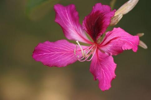 代表香港的花 代表香港的花是什么花?