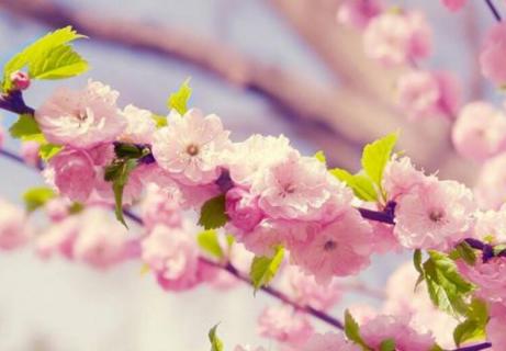 日本晚樱的花语（日本晚樱的花语是什么）