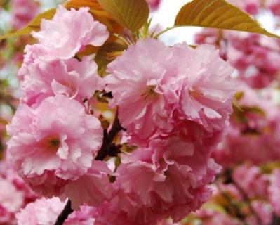 日本樱花季节 日本樱花季节在哪看