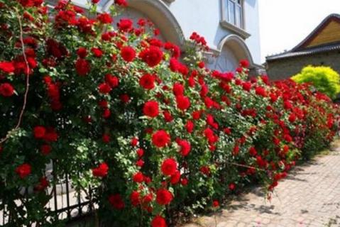 自制月季爬藤架（月季爬藤架怎么做）