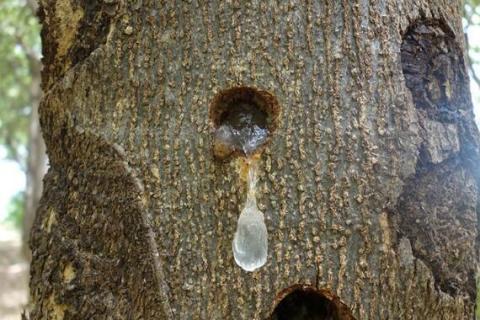 雪燕树种植条件（雪燕树种植条件与方法）