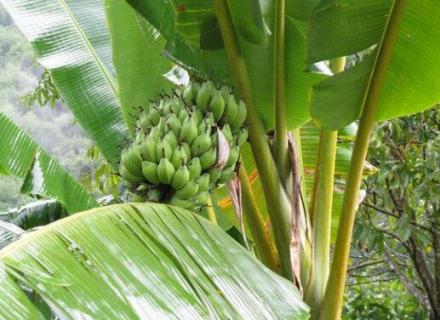 哪种水果树不是真正的树（哪种水果树不是真正的树?）