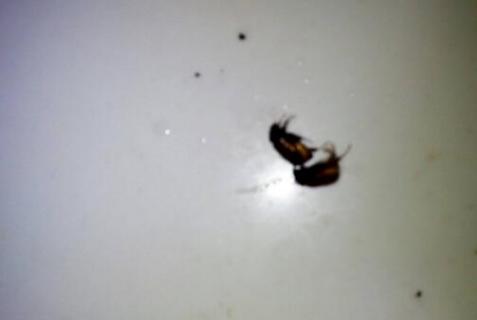 可以吃的苍虫 可以吃的苍虫是什么