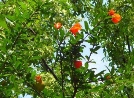 石榴树怎么催芽（石榴树怎么催芽方法）