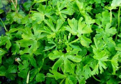 石龙芮可以吃吗 石龙芮的药用价值