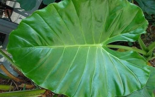 滴水观音截干生根方法（滴水观音的根可以砍断栽吗）