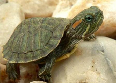 巴西红耳龟能长多大（巴西红耳龟公龟能长多大）