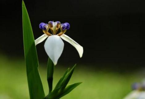 巴西鸢尾是兰花吗（巴西鸢尾兰开花）