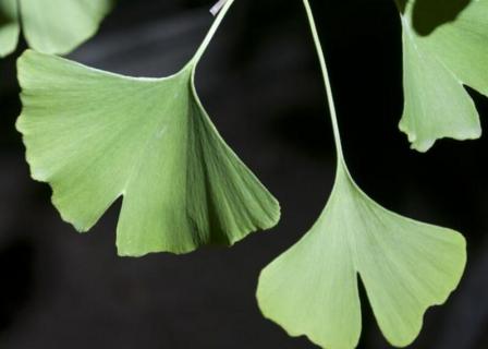 银杏树什么时候长叶子 银杏树什么时候长叶子快