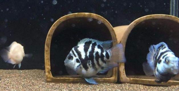 迷你鹦鹉多大可以繁殖（迷你鹦鹉多大就可以自己繁殖啦）