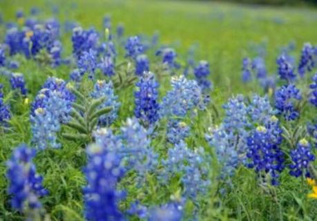 迷迭花花语 迷迭花花语的成语