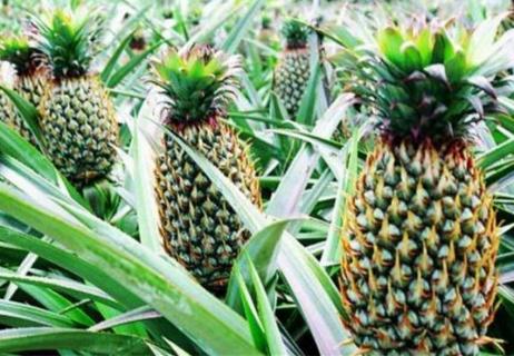 菠萝怎么长得 菠萝怎么长得好看
