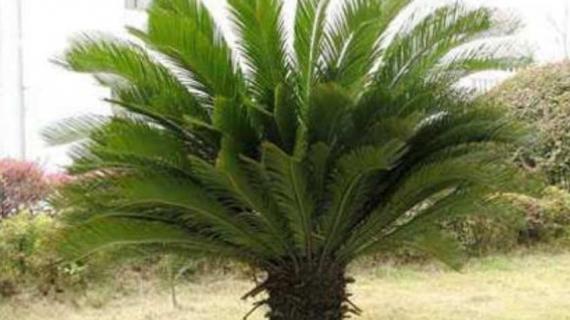 铁树的养殖方法 盆栽铁树的养殖方法