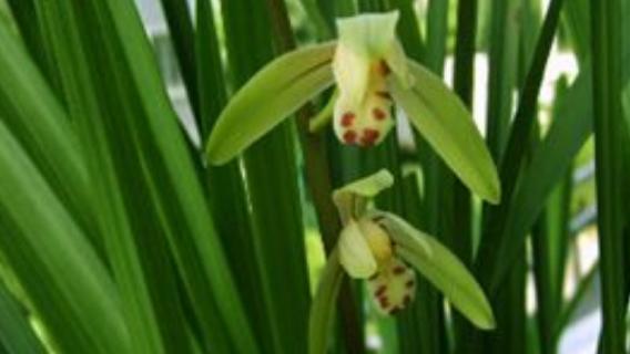 建兰的养殖方法（建兰的养殖方法和注意事项 盆栽）