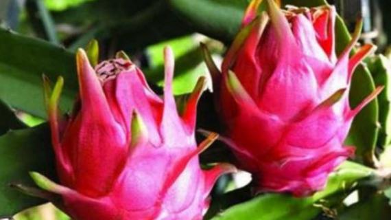 火龙果种植方法（火龙果种植方法盆栽）