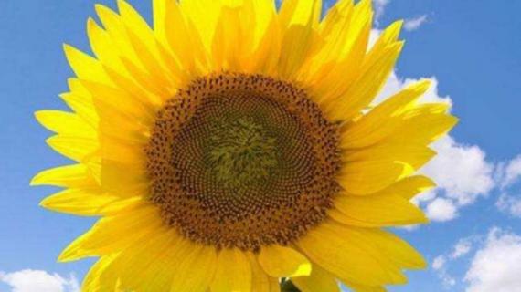 向日葵传播种子的方法 向日葵传播种子的方法仿写