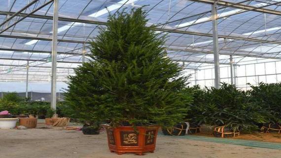 栽红豆杉用什么盆（栽红豆杉用什么盆最好）