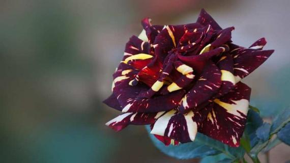 流星雨月季的介绍 月季流星雨花期长吗