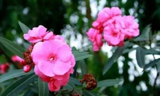 夹竹桃特点有哪些 夹竹桃的妙处是指夹竹桃什么的特点