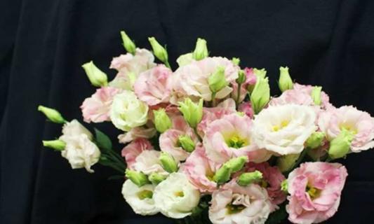 什么是桔梗 洞房花烛夜打一中药名为什么是桔梗