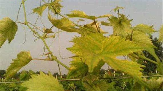 葡萄叶子发黄怎么治 葡萄叶子发黄怎么治最有效