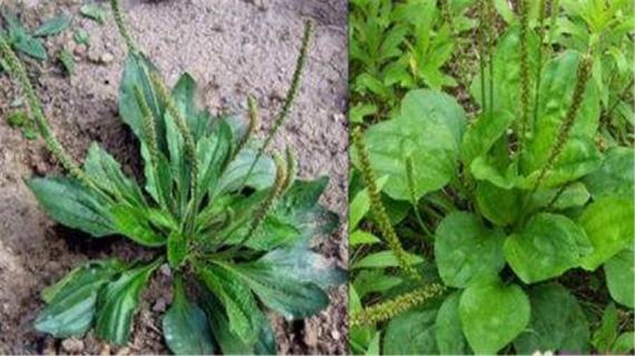 车前草有几个品种（车前草有几个品种都可以吃么）