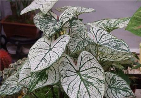 什么是花叶芋（花叶芋百度百科）