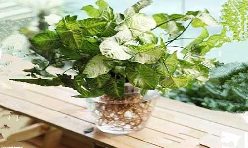 花叶芋的根长什么样 芋根是什么