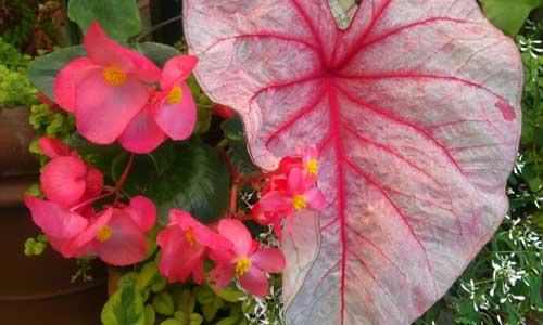 花叶芋怎么修剪（海芋怎么修剪）