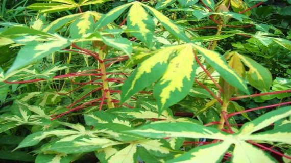 什么是花叶木薯（什么是花叶木薯种子）