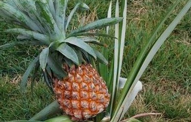 菠萝树长什么样 菠萝树长什么样儿