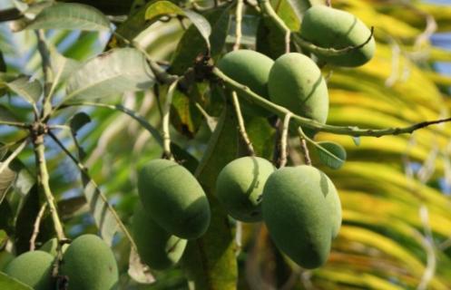 波萝蜜是热性还是凉性 菠萝蜜是凉性