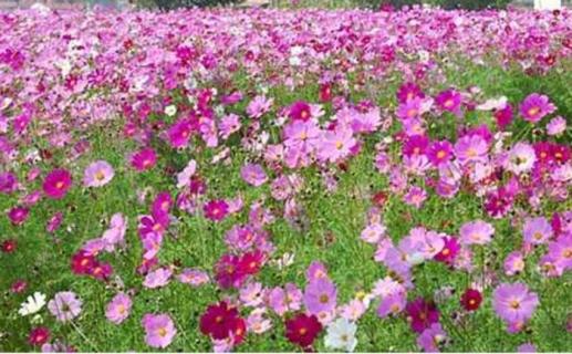 波斯菊发芽后如何管理（波斯菊发芽后如何管理视频）