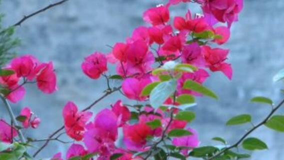 名贵品种三角梅介绍（三角梅的名贵品种）