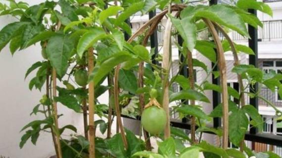 盆栽百香果多高打顶 百香果苗多长打顶