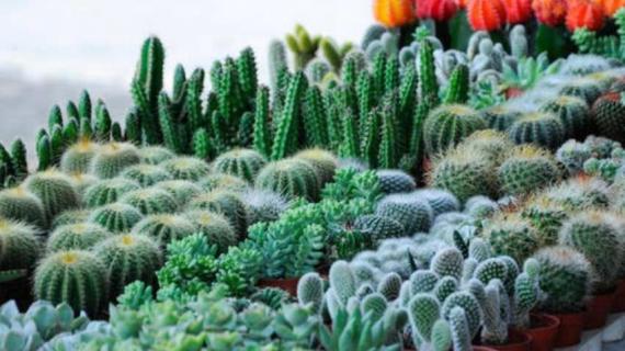 家里养仙人掌有讲究吗（家里养仙人掌有讲究吗好吗）