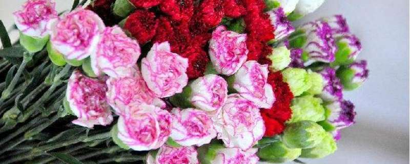 康乃馨耐寒吗（康乃馨耐寒最低温度）