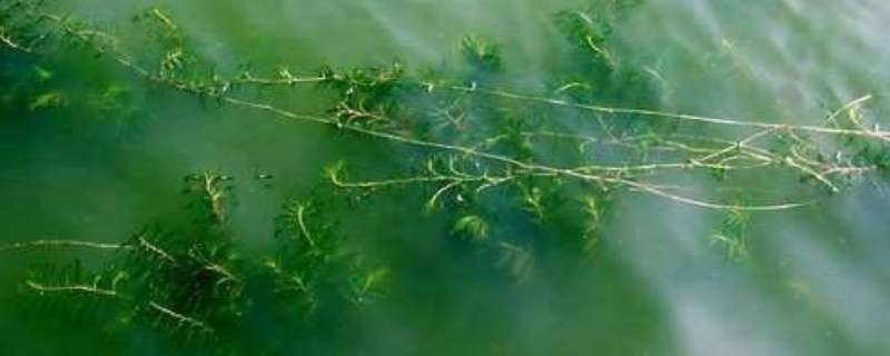 什么是麦黄草（麦黄草有什么用途）