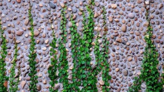 爬山虎种子长什么样（爬山虎种子长什么样子）