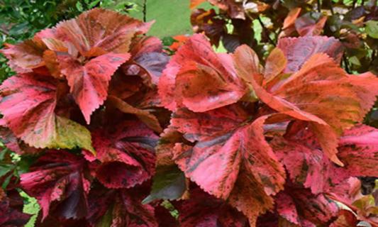 什么是红桑 红桑的功效