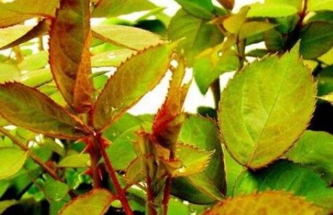 月季黄叶掉叶怎么办 月季黄叶掉叶怎么办有小蜘蛛